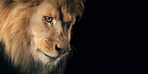960 Lion Hd Wallpapers Backgrounds Wallpaper Abyss