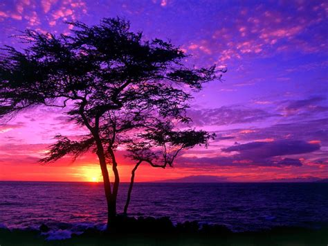 Beautiful Scenery Tree Sea Sunset Hd Wallpaper 3842