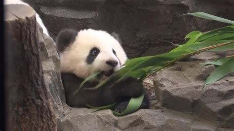 Baby Giant Pandas Take Their First Steps Outside At Berlin Zoo Youtube