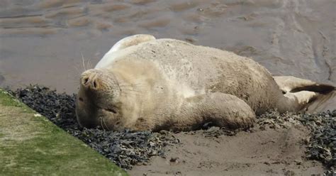 Adorable Moment Seal Goes Sunbathing At Victoria Dock Hull Live