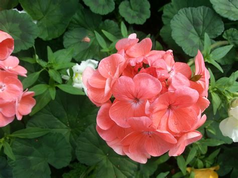 Gambar animasi daun kelor download now tanaman pamali kelor ka nisa. Koleksi Gambar Animasi Daun | Kantor Meme