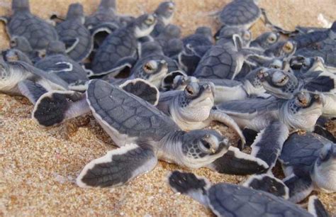 Turtle Nesting Season Palm Beach Owners Association