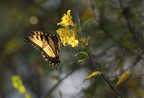 The Swallowtail And Yellow Jessamine North Carolina Uwharrie National