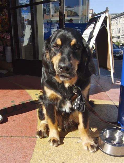 Dog Of The Day Bernese Mountain Doggolden Retriever Mix The Dogs Of
