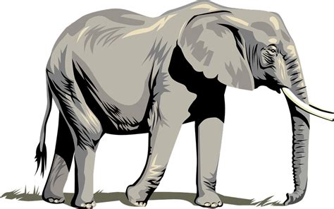 Sketsa Gajah Png 21 Gambar Sketsa Gajah Unik Lucu Ter
