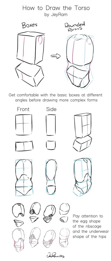 How To Draw The Torso Step By Step Tutorial Free Practice Worksheet
