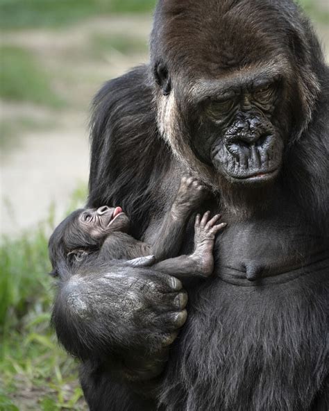 Baby Gorilla Born At Los Angeles Zoo Is A Girl The San Diego Union
