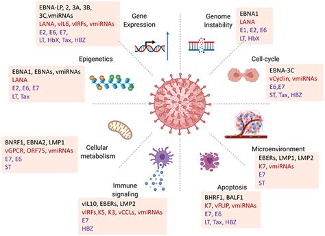 Frontiers Oncogenic Viruses As Entropic Drivers Of Cancer Evolution