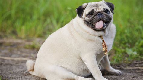 Is Your Dog Too Fat How To Get A Slimmer Pet Abc News