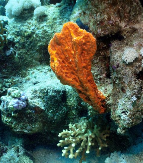 Very Bright Orange Coral Catkendiving Flickr