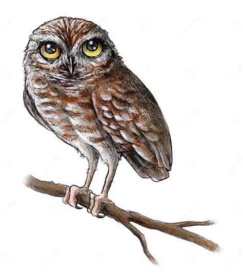 Baby Owl Painting Stock Illustration Illustration Of Pencil 38038747