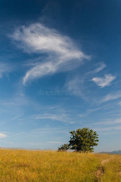 Field Over An Hill Tree And Deep Blue Sky With Clouds Stock Image