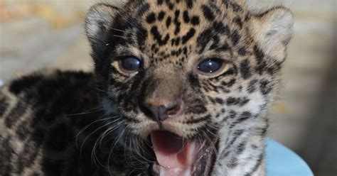 Update Living Deserts Jaguar Cub Passes First Well Baby Exam