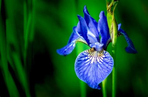 The Enchanting Iris A Complete Guide To Its Meaning And Magic Petal