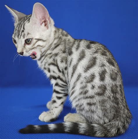 Even with this, however, they are still vastly. Bengal Cats - Pets Cute and Docile