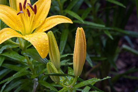 Lily Yellow Lilies Free Photo On Pixabay Pixabay