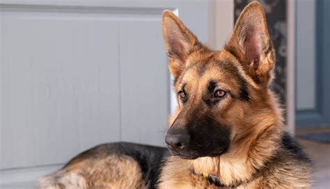 125 Best German Shepherd Dog Names Female Pettime