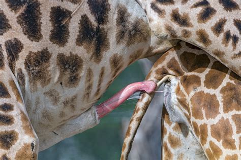 Giraffe Mating Closeup A Photo On Flickriver