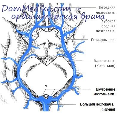 Nenne die merkmale der v. Вены головного мозга. Синусы твердой мозговой оболочки