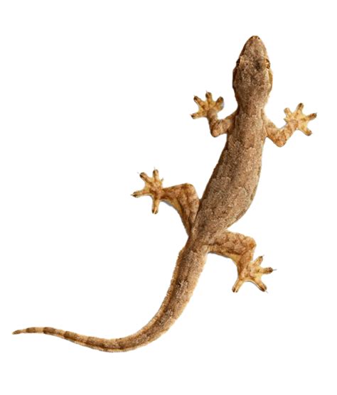 Gecko Png şeffaf Png All