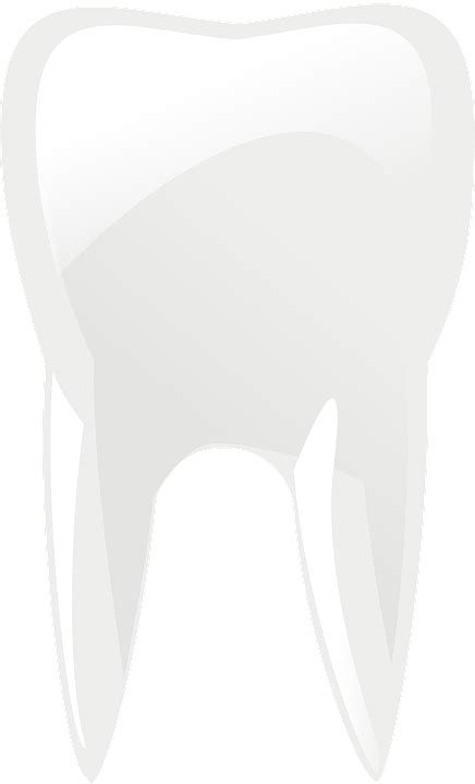 Molar Teeth Tooth Dental · Free Vector Graphic On Pixabay