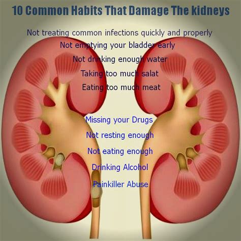 Can Kidneys Heal After Damage
