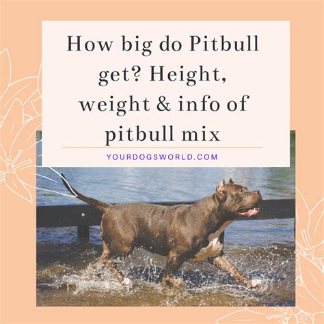 How Big Do Pitbull Get Height Weight And Info Of Pitbull Mix Your
