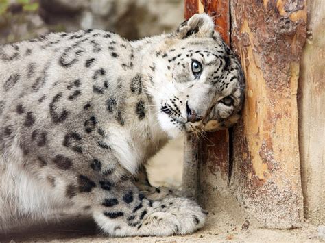 Leopardo De Las Nieves ~ Animales En Peligro De Extincion
