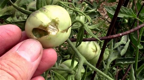 Their feeding causes brown patches in grass and a spongy feel underfoot. Worms Eating My Tomatoes. Armyworms and Fruitworms. - YouTube