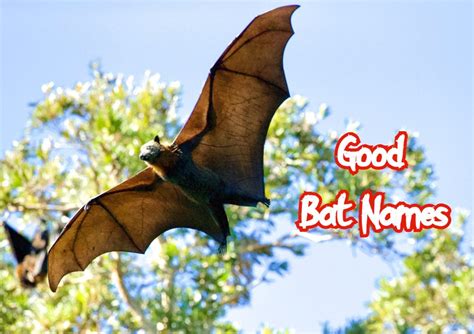 70 Good Bat Names For Male And Female With Nicknames Too