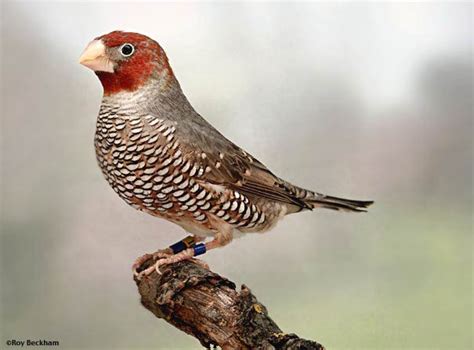 The Red Head Finch Amadina Erythrocephala