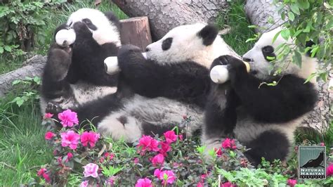 Panda Paradise Scenes From Wild And Ancient China Natural Habitat