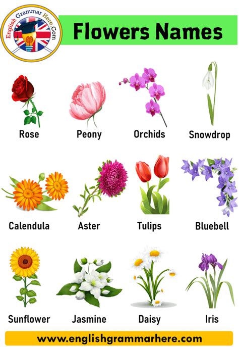 10 Flower Name In English English Grammar Here