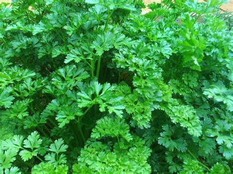 Herb Of The Month Parsley Parsley Plant Growing Parsley Herbs