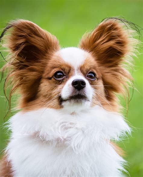 14 Popular Breeds Of Dogs With Big Ears
