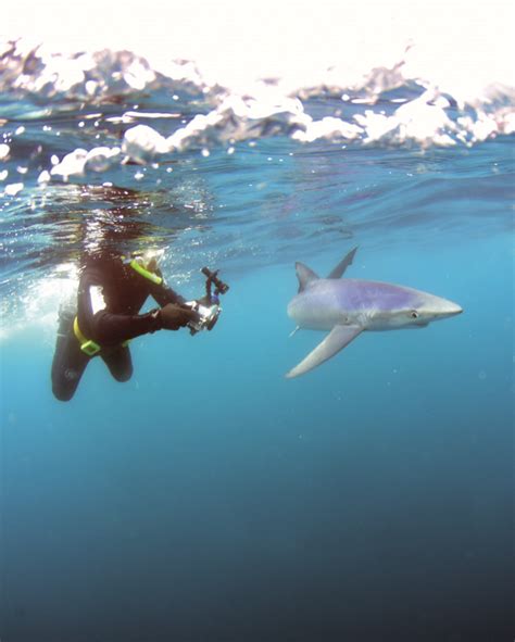 Above 18m Blue Shark Encounters In Cornwall