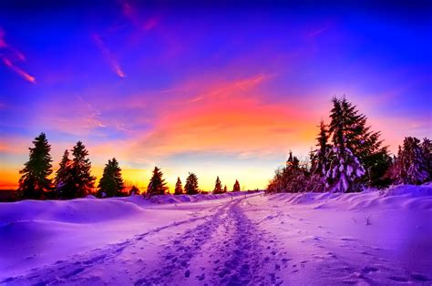 Download Sunset Tree Snow Nature Winter Wallpaper