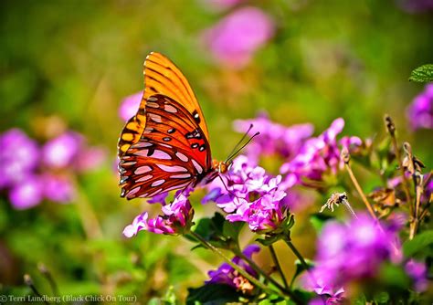 Plants To Attract Butterflies To Your Backyard