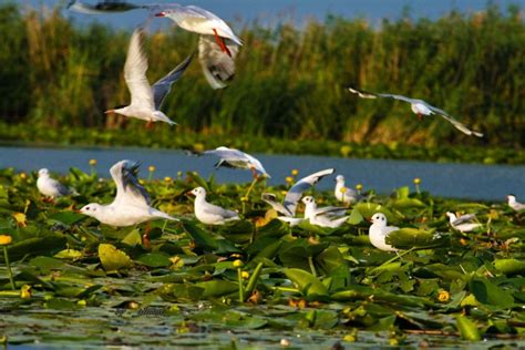 Cele Mai Frumoase Locuri De Vizitat In Romania Delta Dunarii Natura