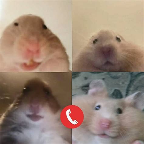 Memes Hamster Memes Bilder