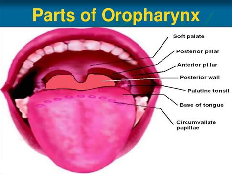 Pharynx And Esophagus Anatomy