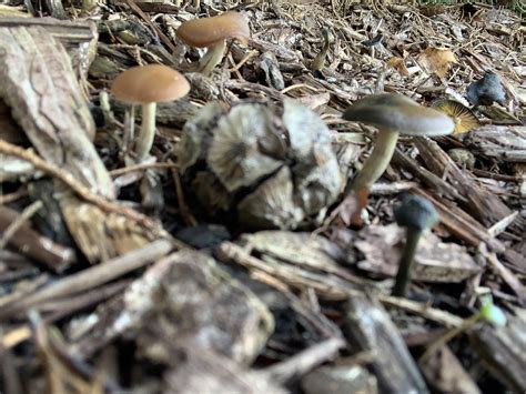 Mushroom Id And Safety Psilocybe Cyanescens Or Psilocybe