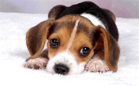 Cute Baby Dog Hd Images Free Download Cute Dog Baby Dogs Wallpaper