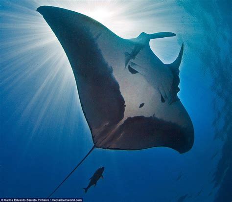Underwater Photographer Captures Incredible Images Of A Rare Manta Ray