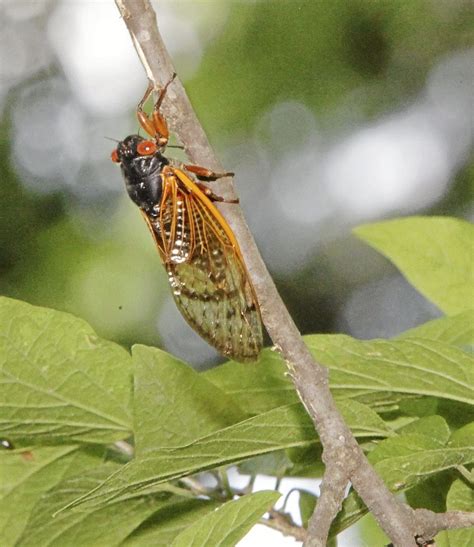 17 Year Cicadas Are Late But Plentiful In Oklahoma State And Regional