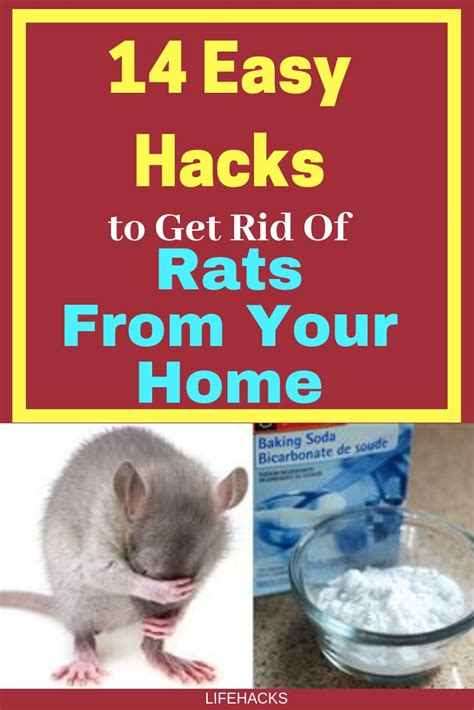 Easy Hacks To Get Rid Of Rats From Your Home Getting Rid Of Rats