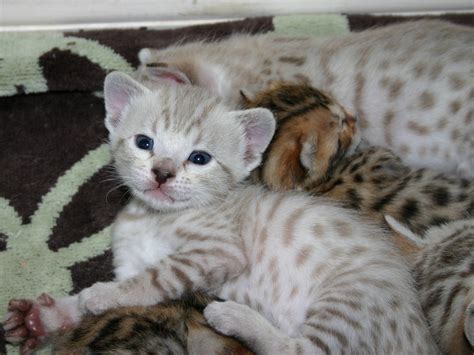 Snow Bengal Kittens Animal Beauty Pinterest