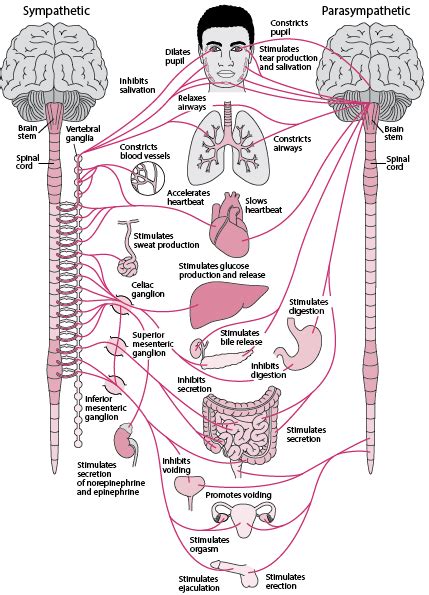 Overview Of The Autonomic Nervous System Brain Spinal Cord And Nerve Disorders Merck