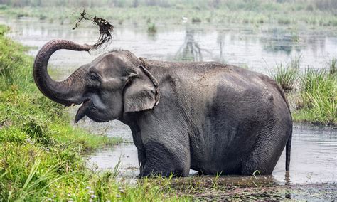 5 Of Nepals Most Endangered Animals Wanderlust