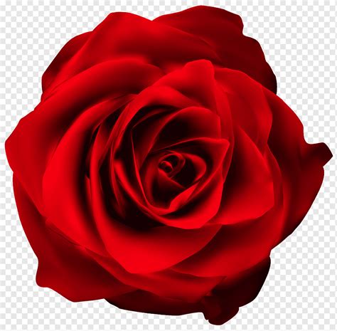 Imagens Png De Flor De Clipart De Rosa Vermelha Fundopng Sexiz Pix